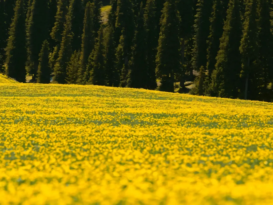 3k油菜花松林壁纸｜户外自然背景图片 - 春日郊野「哲风壁纸」