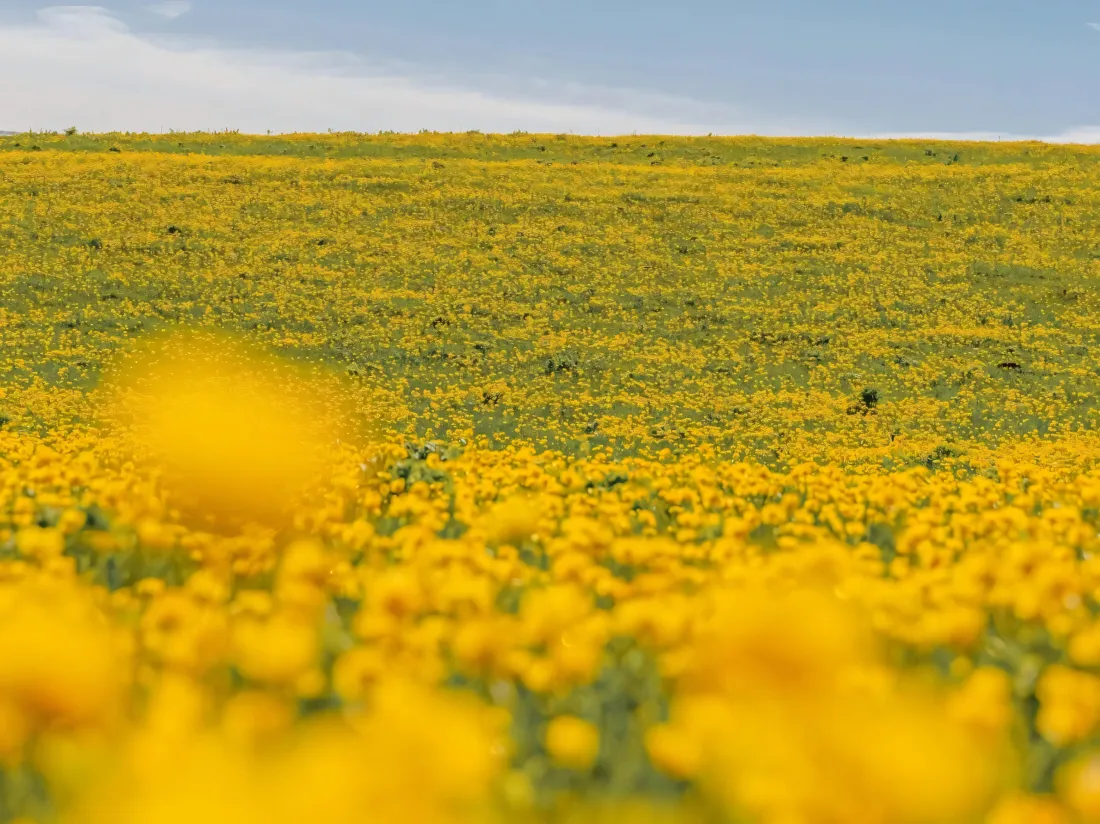 3k黄花花田壁纸｜蓝天背景图片 - 开阔郊野「哲风壁纸」