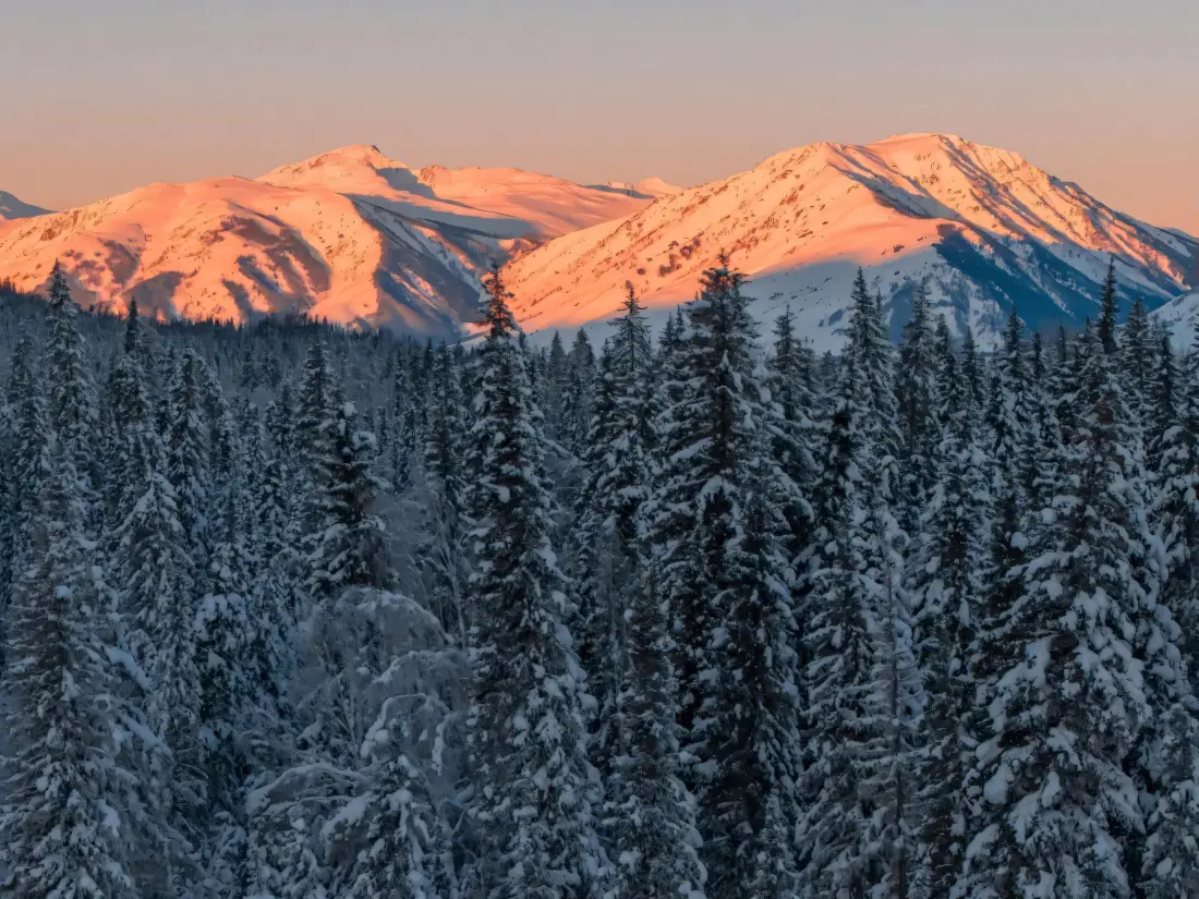3k雪山山峰壁纸｜森林背景图片 - 日照松林「哲风壁纸」
