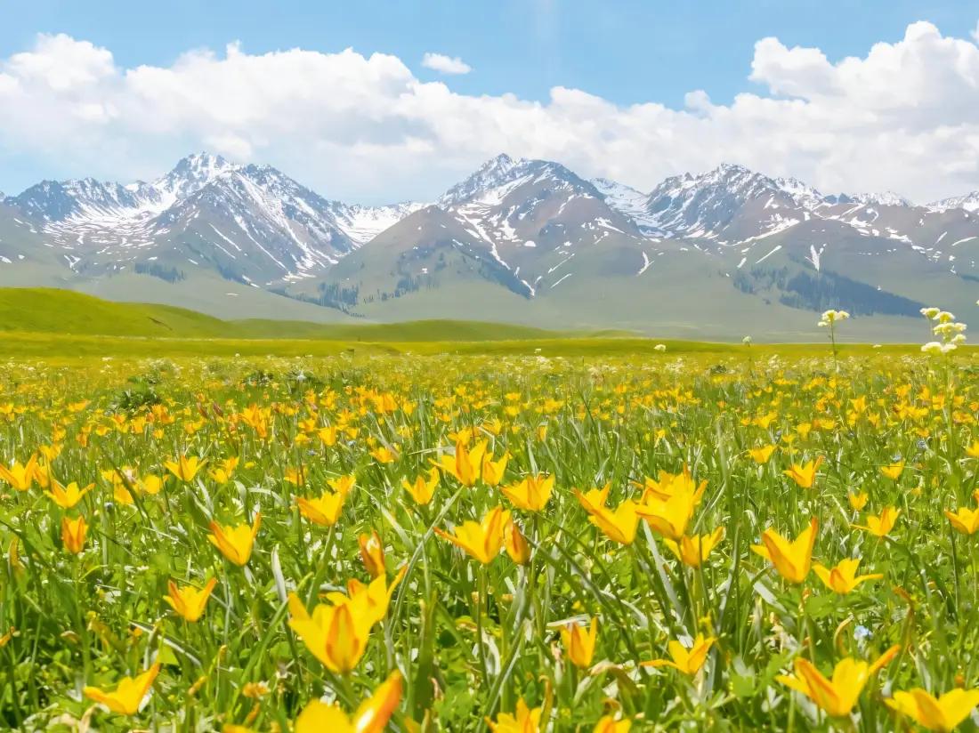 3k雪山壁纸｜风景背景图片 - 黄色花田「哲风壁纸」