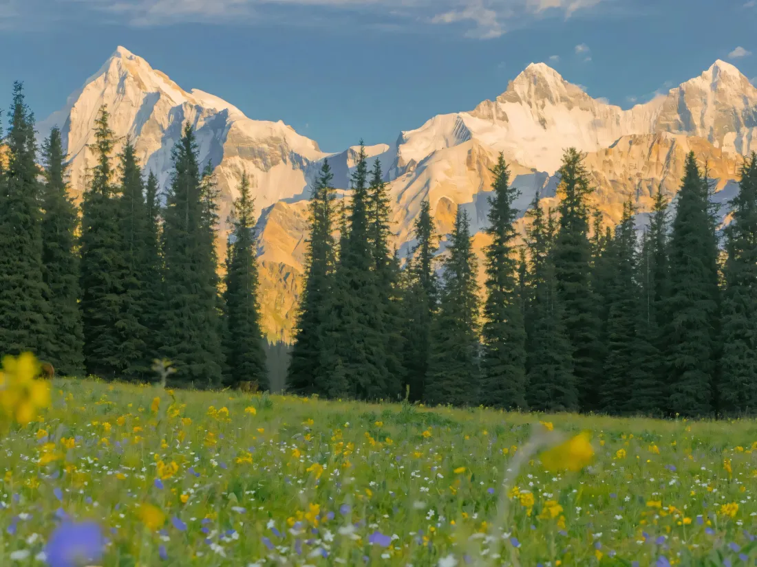 3k花海雪山壁纸｜自然风景背景图片 - 日照金山「哲风壁纸」