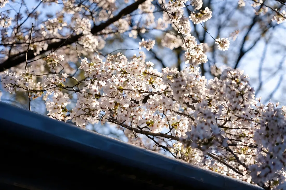 3k樱花壁纸｜自然背景图片 - 春日花枝「哲风壁纸」