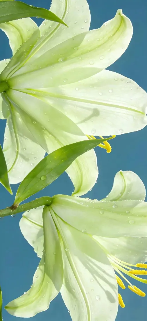 百合花手机壁纸｜蓝天背景图片 - 清新开花「哲风壁纸」