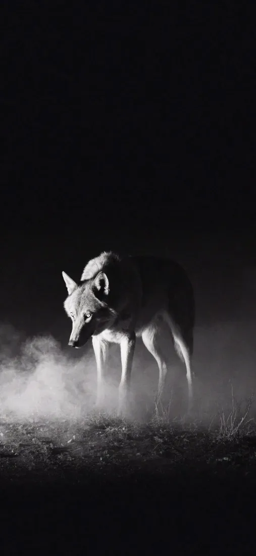 狼手机壁纸｜暗黑背景图片 - 雾中孤狼「哲风壁纸」