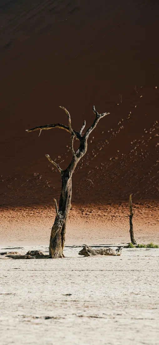雪景手机壁纸｜自然背景图片 - 枯树独树「哲风壁纸」