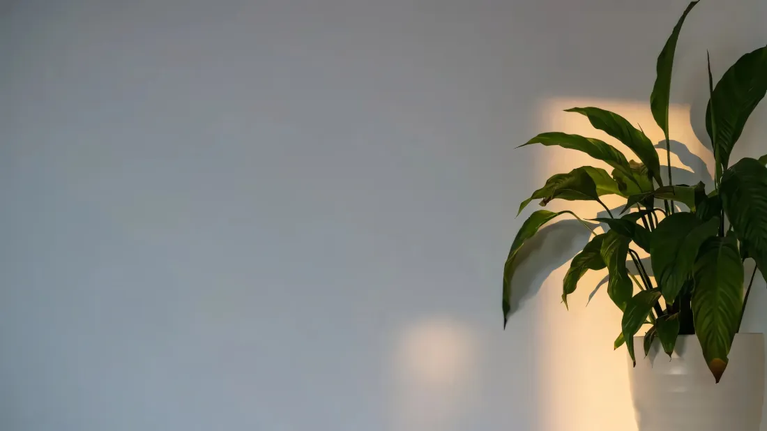 2k简约绿植壁纸｜纯色背景图片 - 清新治愈「哲风壁纸」