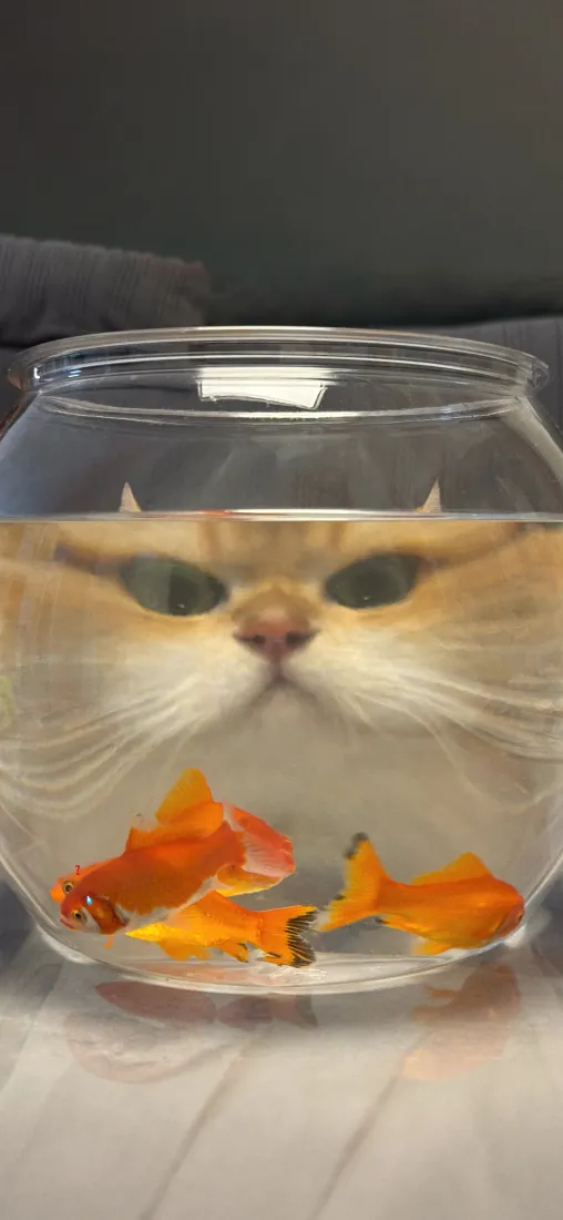 小猫鱼缸手机壁纸｜创意背景图片 - 偷窥金鱼「哲风壁纸」
