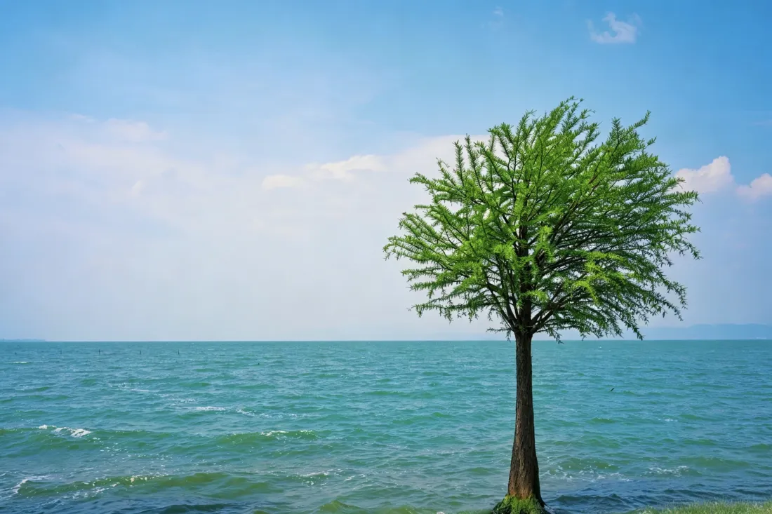 3k海边树木壁纸｜自然风景背景图片 - 清新治愈「哲风壁纸」