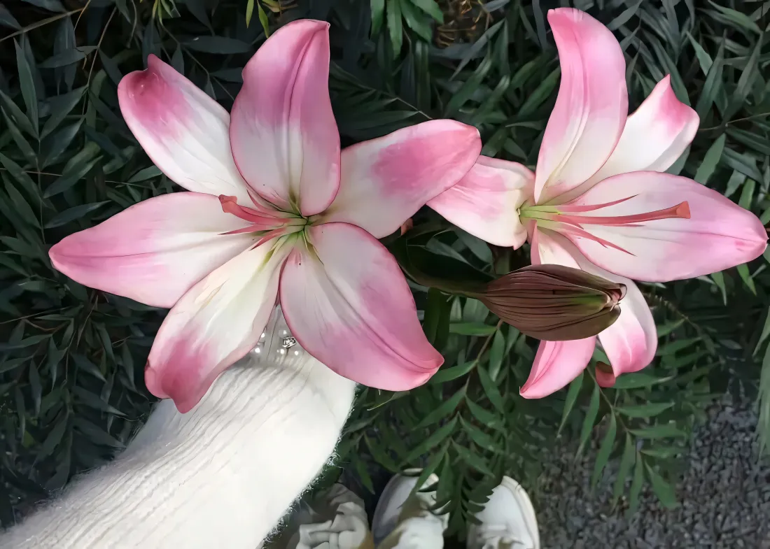 4k粉色百合壁纸｜绿植背景图片 - 清新花卉「哲风壁纸」