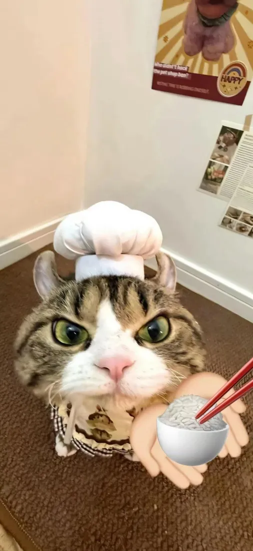 厨师小猫手机壁纸｜可爱背景图片 - 趣味萌宠「哲风壁纸」