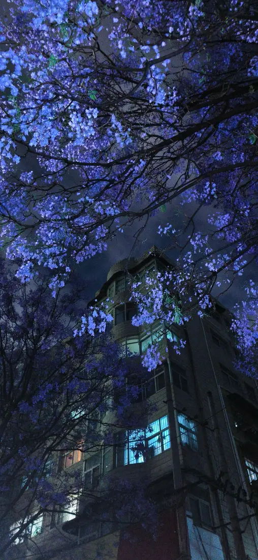 蓝花楹手机壁纸｜古风房屋庭院背景图片 - 夜色花开盛景「哲风壁纸」