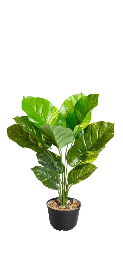 大叶绿植手机壁纸｜清新家居背景图片 - 盆栽装饰「哲风壁纸」