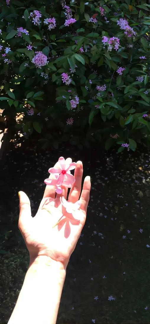 鲜花手机壁纸｜户外绿植背景图片 - 阳光手心粉色小花「哲风壁纸」