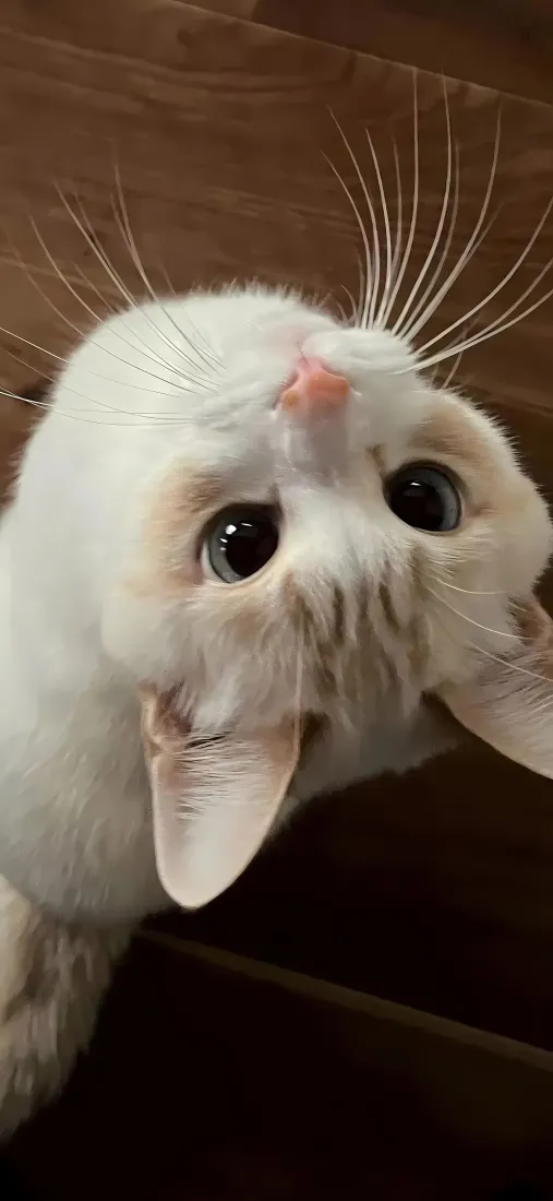可爱小猫手机壁纸｜软萌治愈背景图片 - 萌系宠物「哲风壁纸」