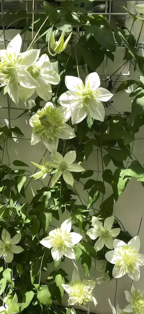 白色花卉手机壁纸｜墙面绿植背景图片 - 清新自然爬藤植物「哲风壁纸」