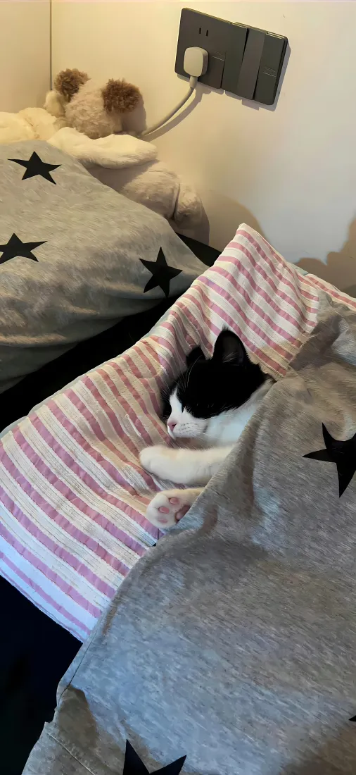 睡觉小猫手机壁纸｜居家萌宠背景图片 - 可爱治愈日常「哲风壁纸」