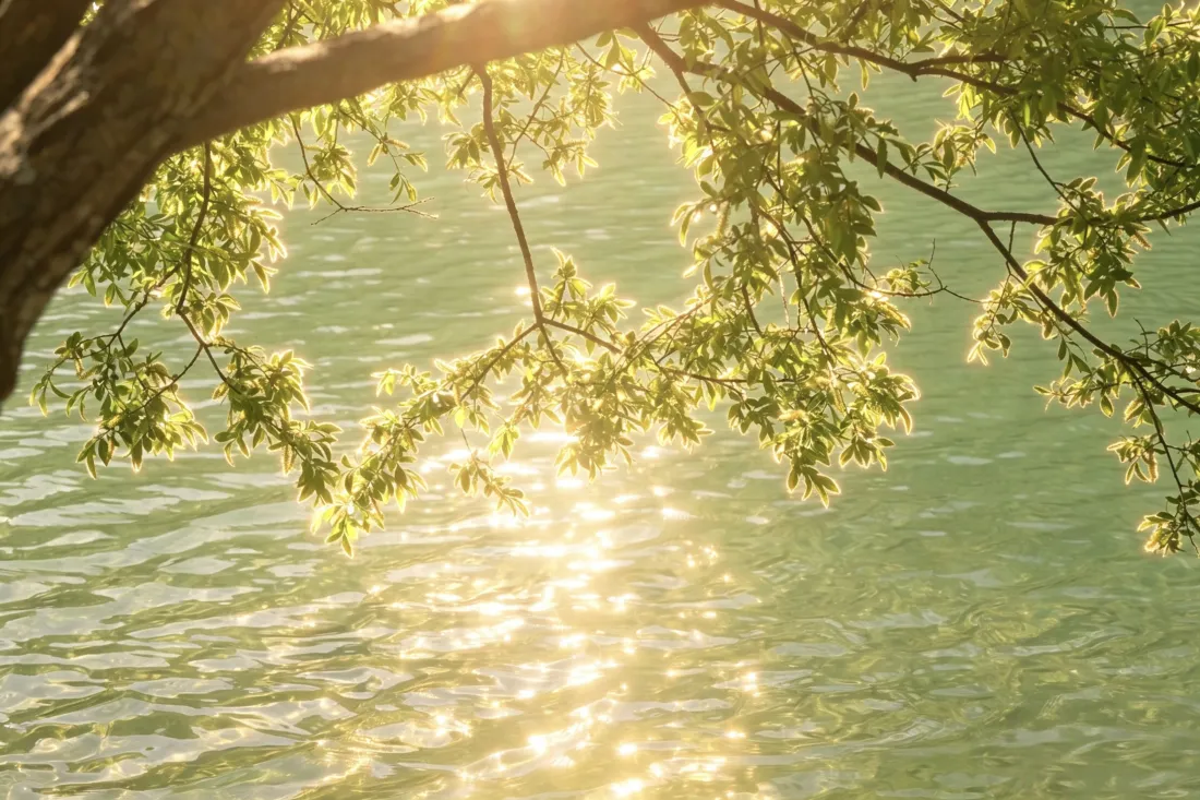 3k落日余晖壁纸｜湖面树荫背景图片 - 治愈自然风景「哲风壁纸」