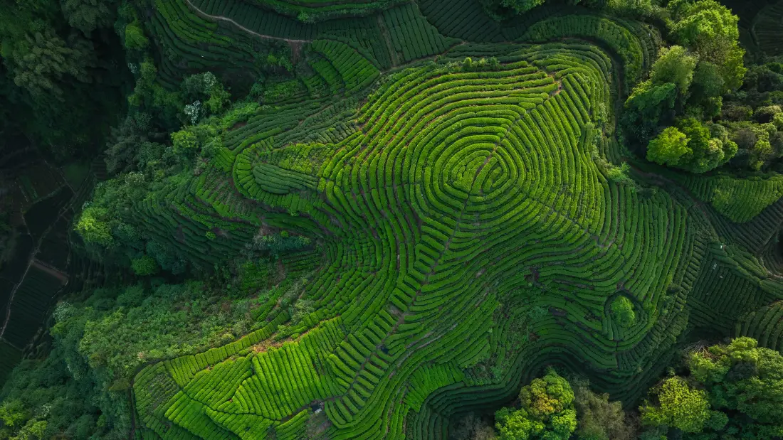4k螺旋茶园壁纸｜航拍绿植背景图片 - 清新自然风景「哲风壁纸」