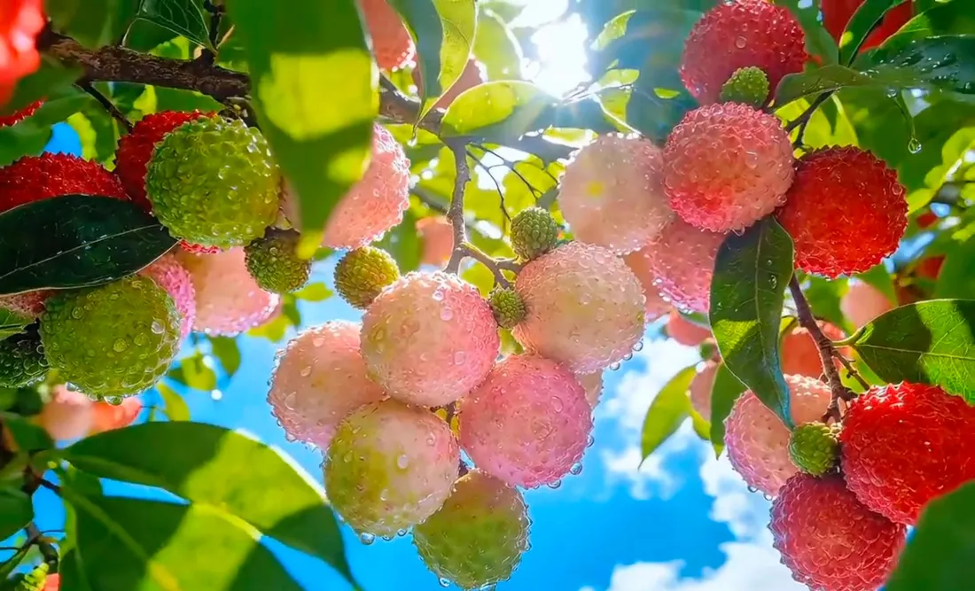 2k荔枝壁纸｜枝头鲜果背景图片 - 夏季清新治愈时令水果「哲风壁纸」