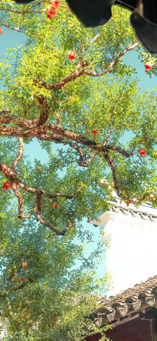 挂满红果的树林手机壁纸｜古建旁蓝天背景图片 - 清新自然风光「哲风壁纸」