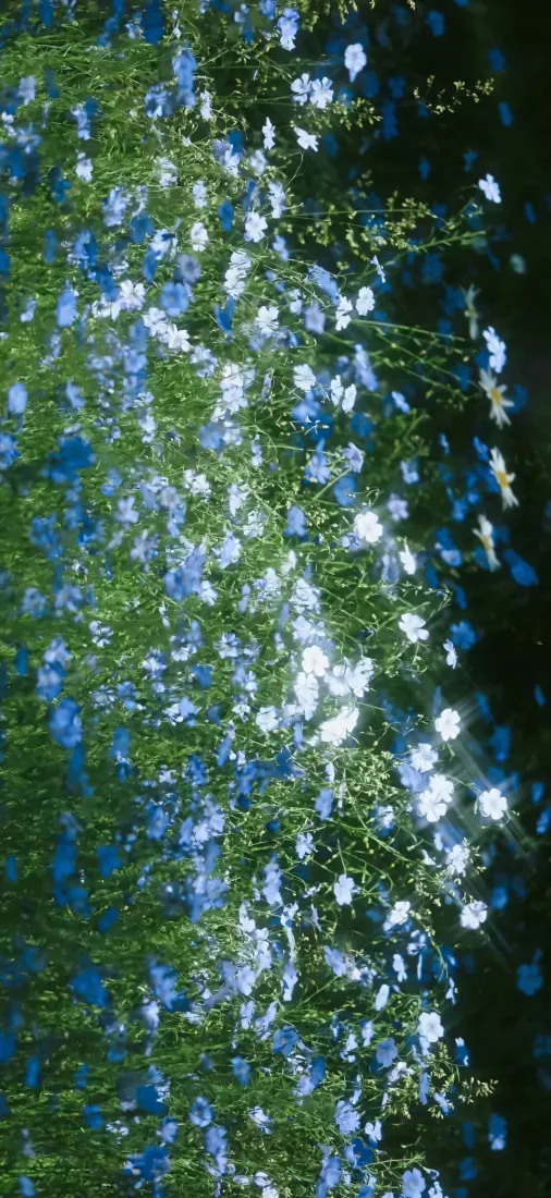 蓝色小花手机壁纸｜绿色草丛背景图片 - 自然清新「哲风壁纸」