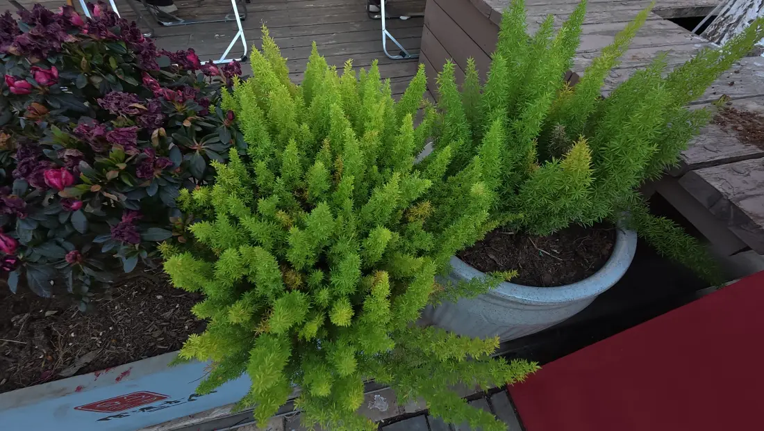 4k蕨类植物壁纸｜户外露台背景图片 - 清新绿植盆栽「哲风壁纸」