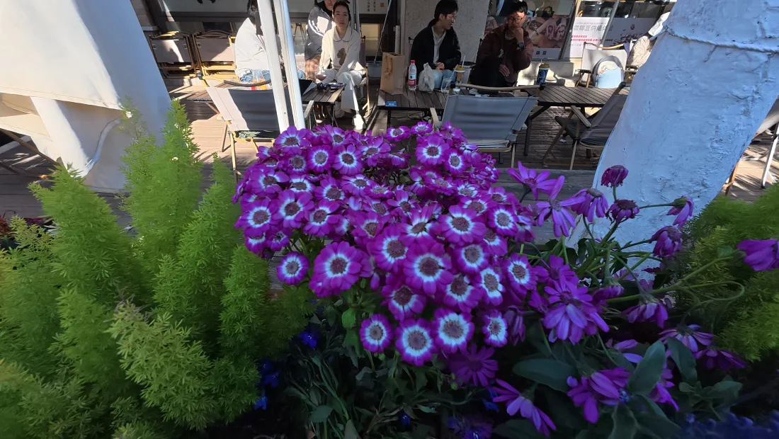 4k勿忘我花壁纸｜街边店铺绿植背景图片 - 清新紫色花丛「哲风壁纸」