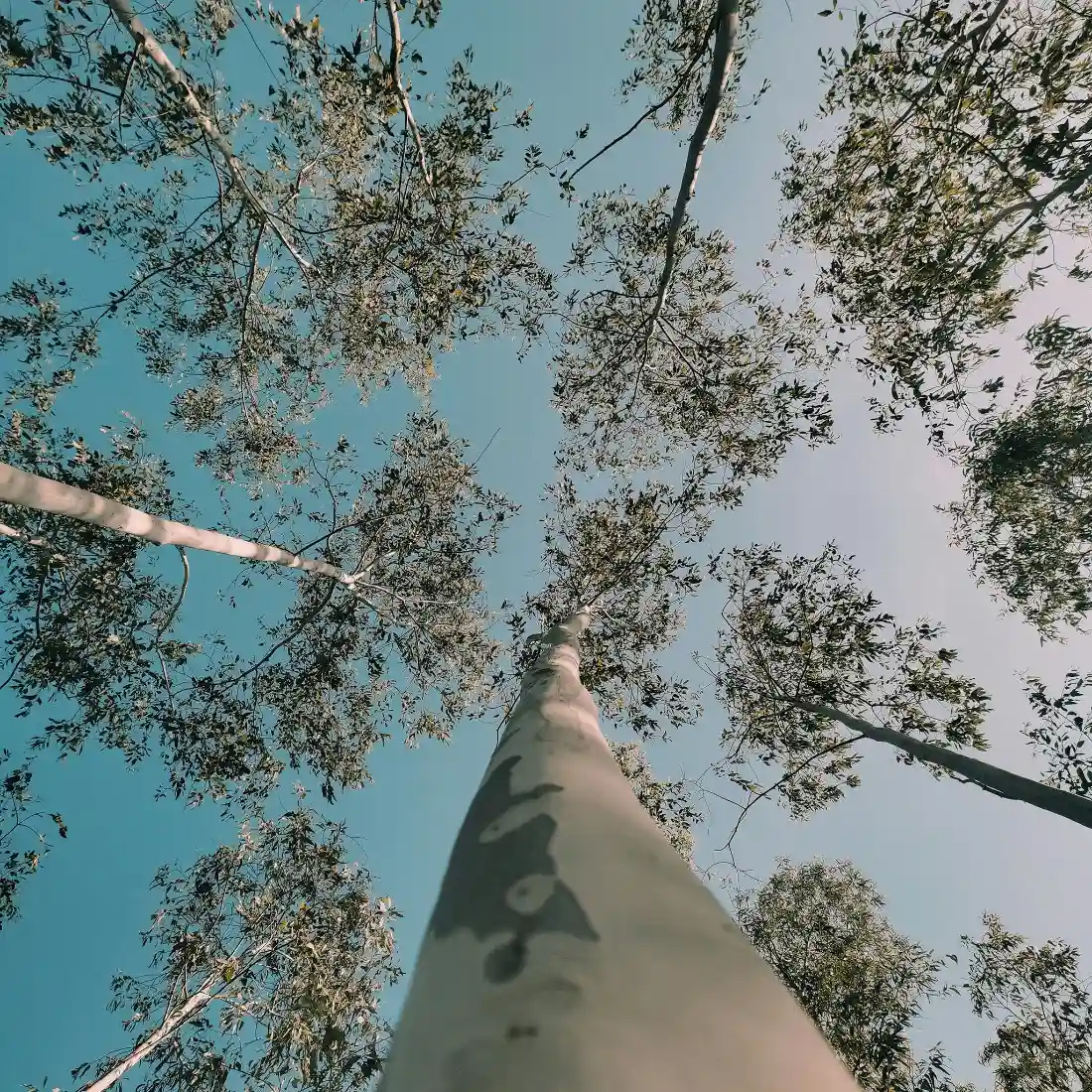 树林天空手机壁纸｜仰视森林背景图片 - 自然户外风景「哲风壁纸」