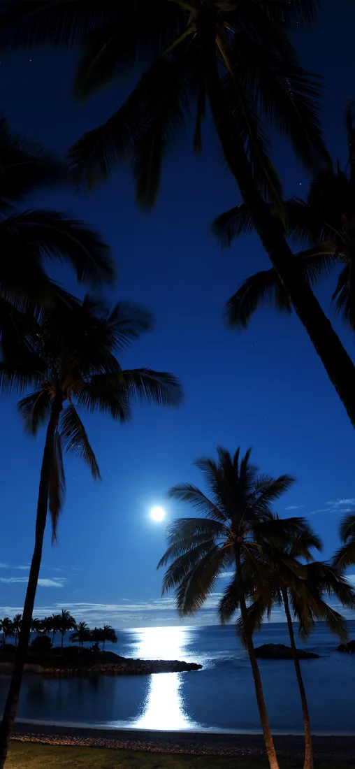 椰林夜景手机壁纸｜海边月光背景图片 - 热带海滨风光「哲风壁纸」