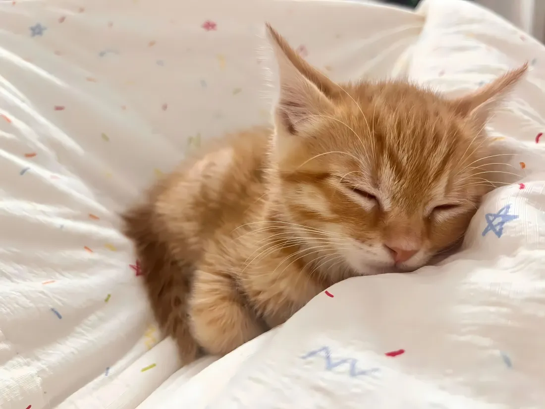 4k软萌小橘猫壁纸｜被窝酣睡背景图片 - 治愈可爱宠物「哲风壁纸」
