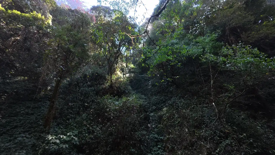 4k森林壁纸｜茂密树林背景图片 - 自然绿植清新景观「哲风壁纸」