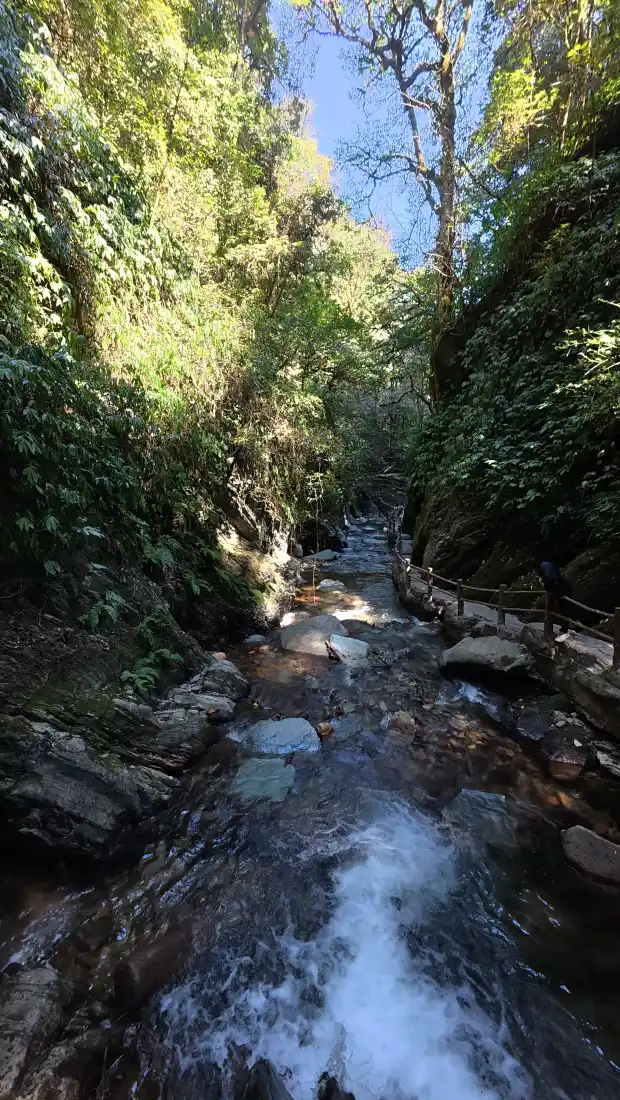山涧溪流手机壁纸｜绿树岩石背景图片 - 自然风景「哲风壁纸」