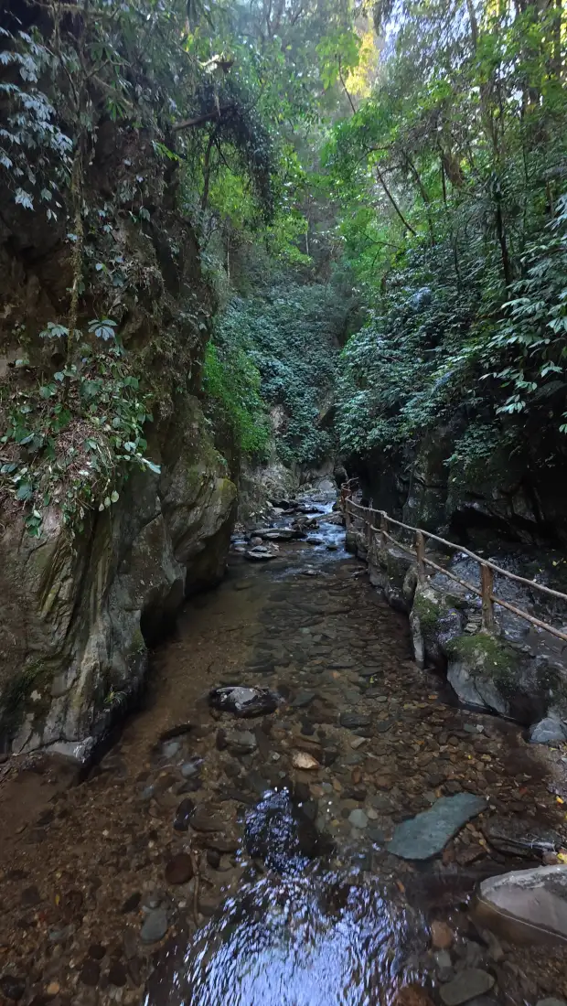 峡谷溪流手机壁纸｜山间绿植背景图片 - 自然徒步景观「哲风壁纸」