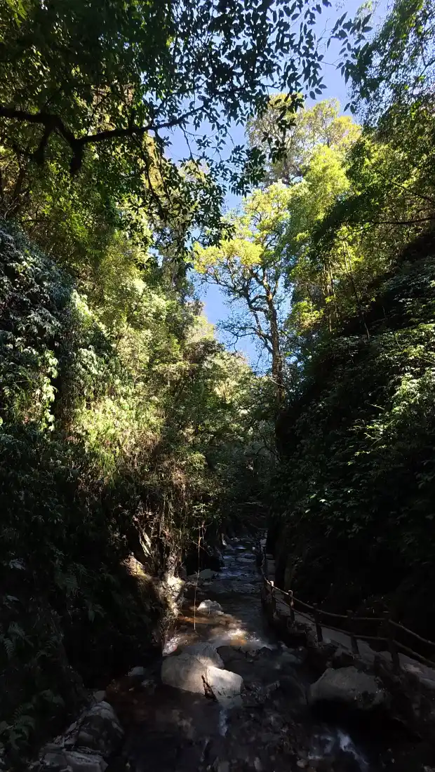 森林手机壁纸｜林荫小路背景图片 - 清新自然风景「哲风壁纸」