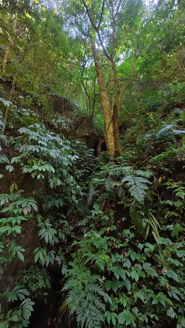 茂密森林手机壁纸｜葱郁植被背景图片 - 自然户外风光「哲风壁纸」