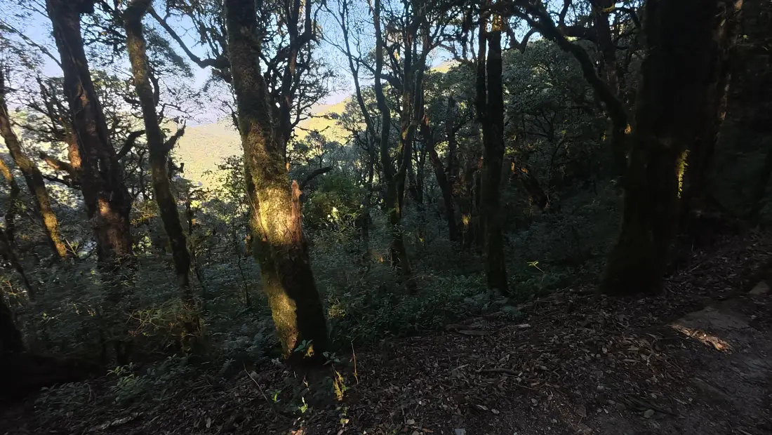 4k森林壁纸｜林间日落背景图片 - 自然风景「哲风壁纸」