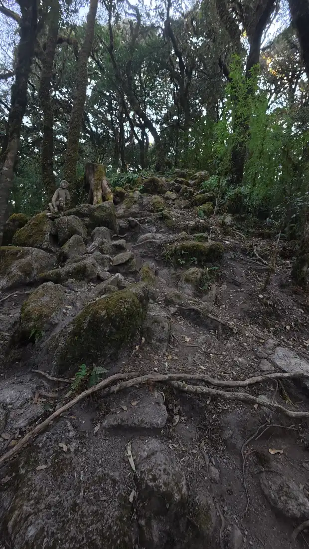 森林小径手机壁纸｜石头山路背景图片 - 自然山林风光「哲风壁纸」