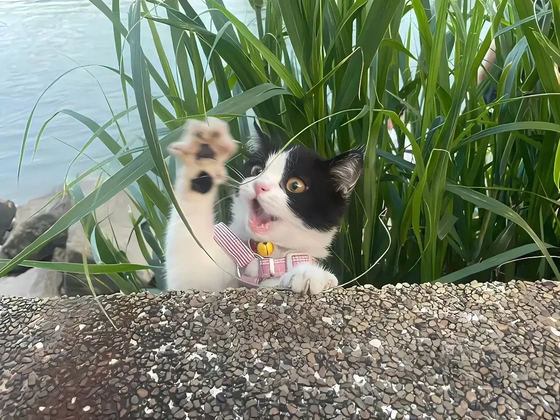 2k黑白小猫壁纸｜河边青草背景图片 - 萌趣抬爪「哲风壁纸」