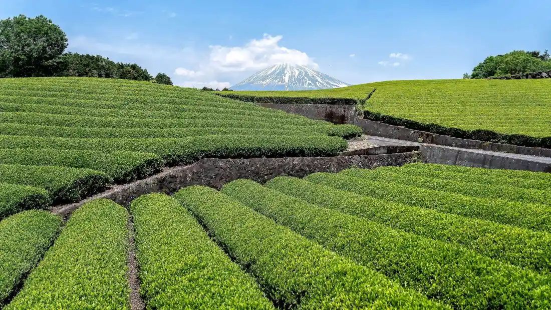 4k静冈茶园壁纸｜富士山脚下茶园背景图片 - 清新自然田园风光「哲风壁纸」