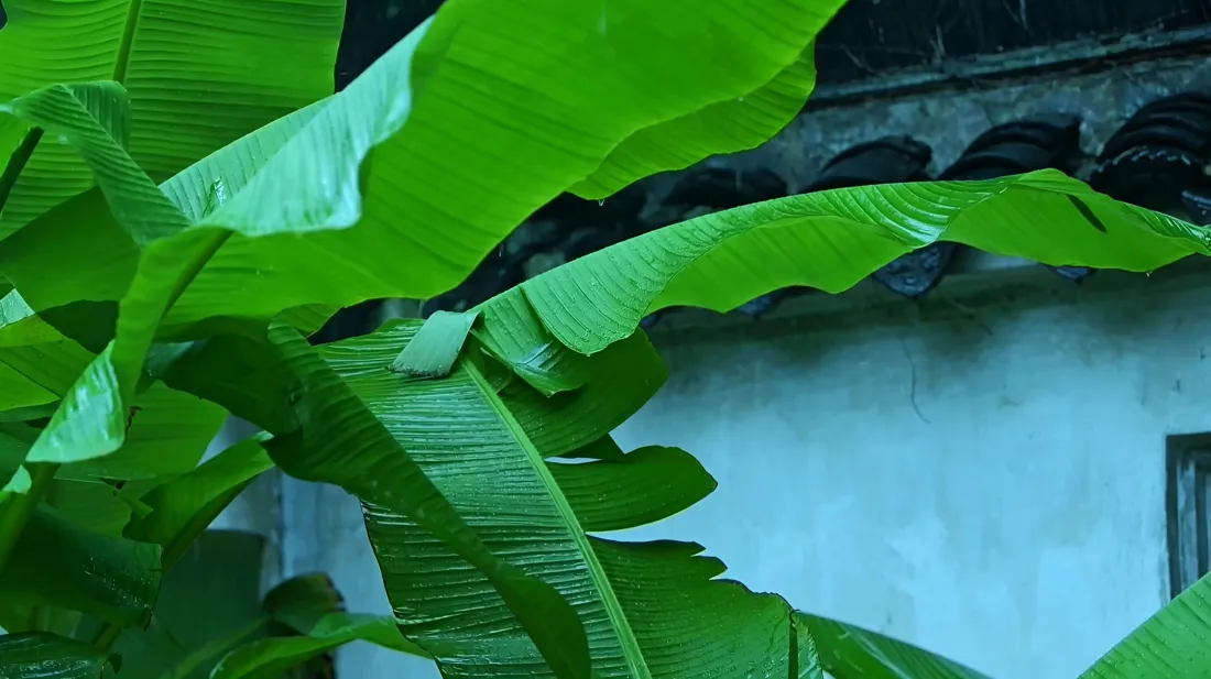 4k雨打芭蕉壁纸｜江南庭院背景图片 - 清冷愁绪「哲风壁纸」