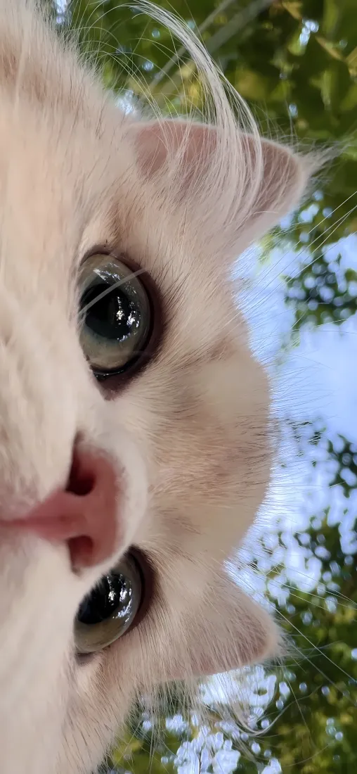 小猫手机壁纸｜户外自然背景图片 - 软萌可爱「哲风壁纸」