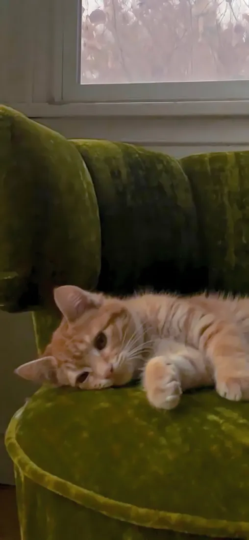 橘猫手机壁纸｜绿色沙发背景图片 - 慵懒治愈软萌居家萌宠「哲风壁纸」