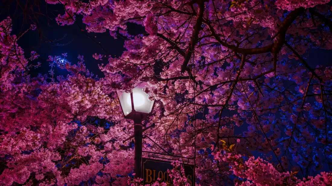 2k夜樱壁纸｜灯光粉色花枝背景图片 - 浪漫春日街景「哲风壁纸」
