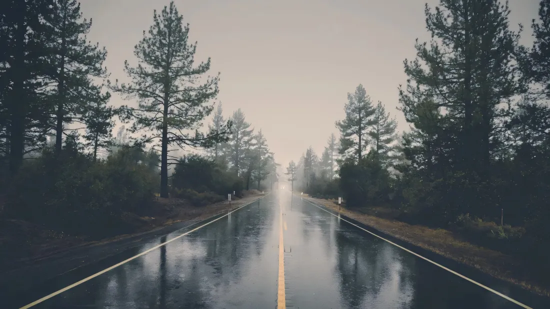 2k松树大道壁纸｜雨后林间背景图片 - 雾中自然风景「哲风壁纸」