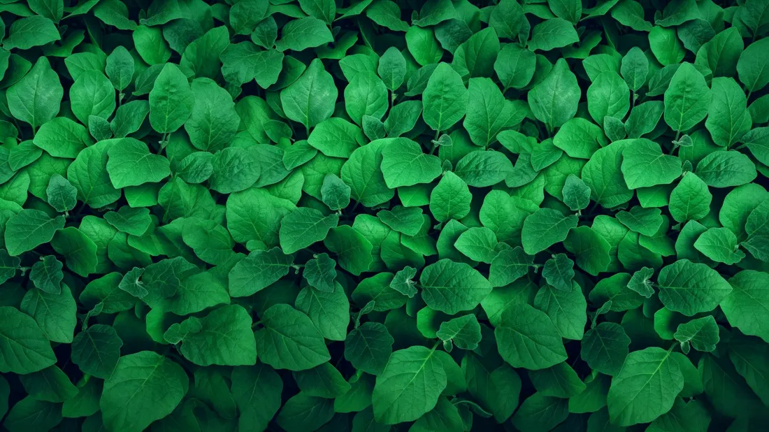 3k绿叶壁纸｜茂密绿植背景图片 - 清新护眼治愈「哲风壁纸」