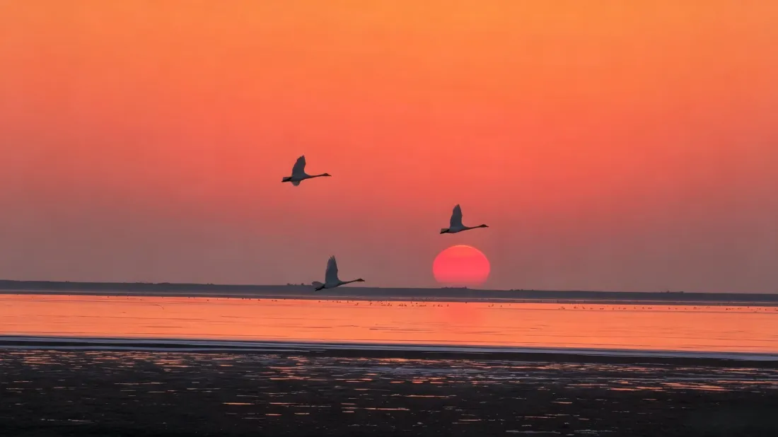 3k日落飞鸟壁纸｜橙空湖面背景图片 - 治愈自然风景「哲风壁纸」