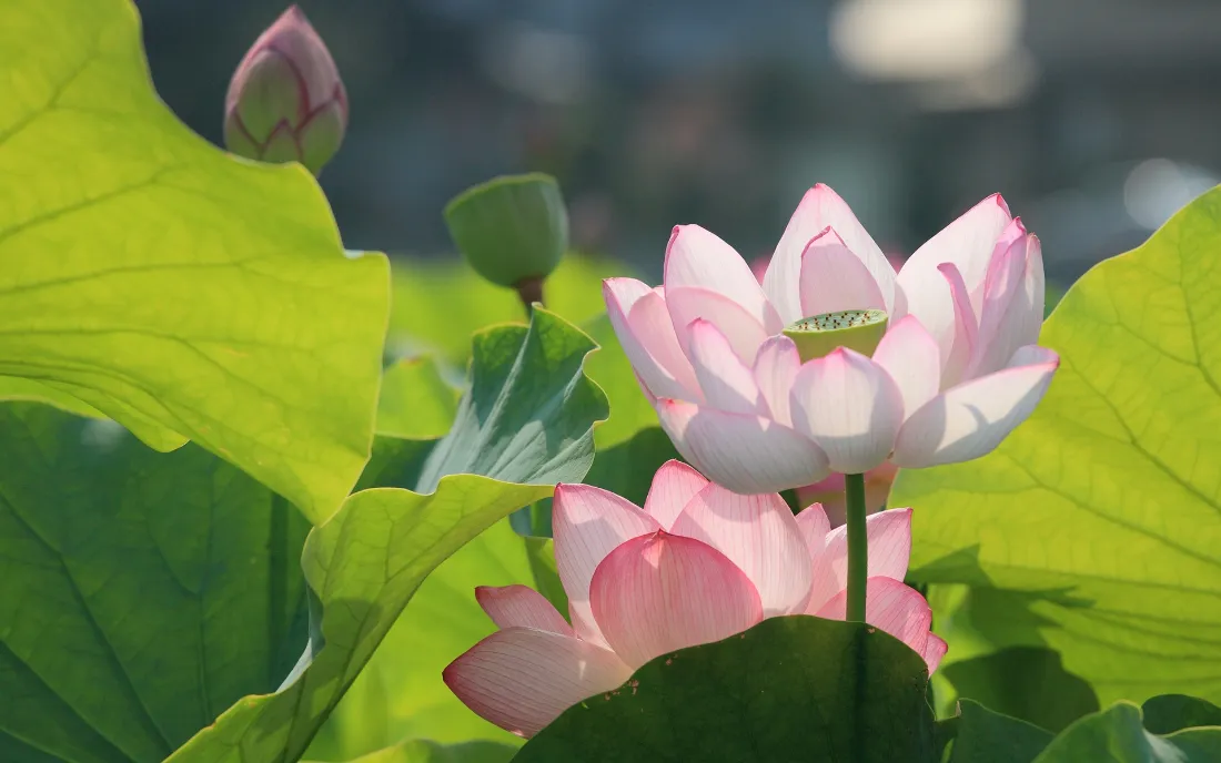 2k荷花壁纸｜夏日荷塘荷叶背景图片 - 清新水生植物花卉「哲风壁纸」