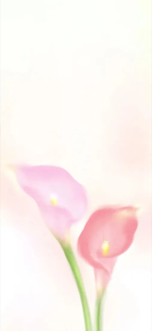 彩色马蹄莲手机壁纸｜柔雾浅白背景图片 - 清新粉色花卉「哲风壁纸」