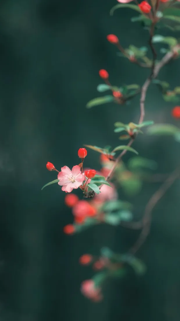 海棠手机壁纸｜深绿朦胧背景图片 - 粉色开花花枝「哲风壁纸」