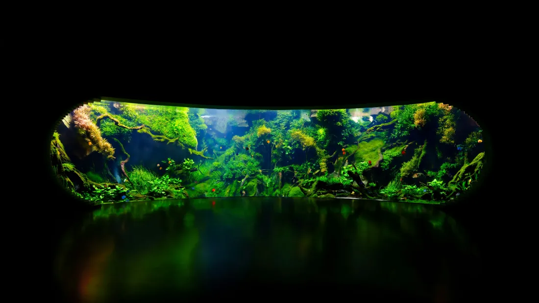 5k草缸造景壁纸｜水下绿植背景图片 - 4k超清「哲风壁纸」